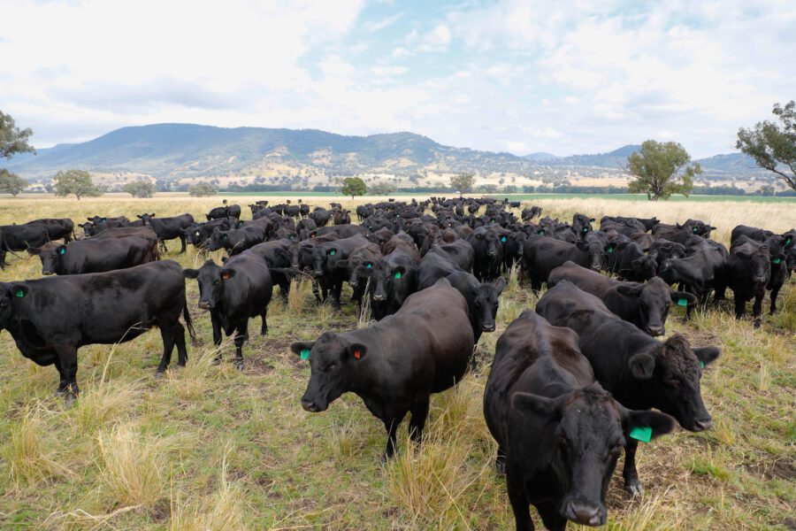Angus cattle herd at Bluestone Beef