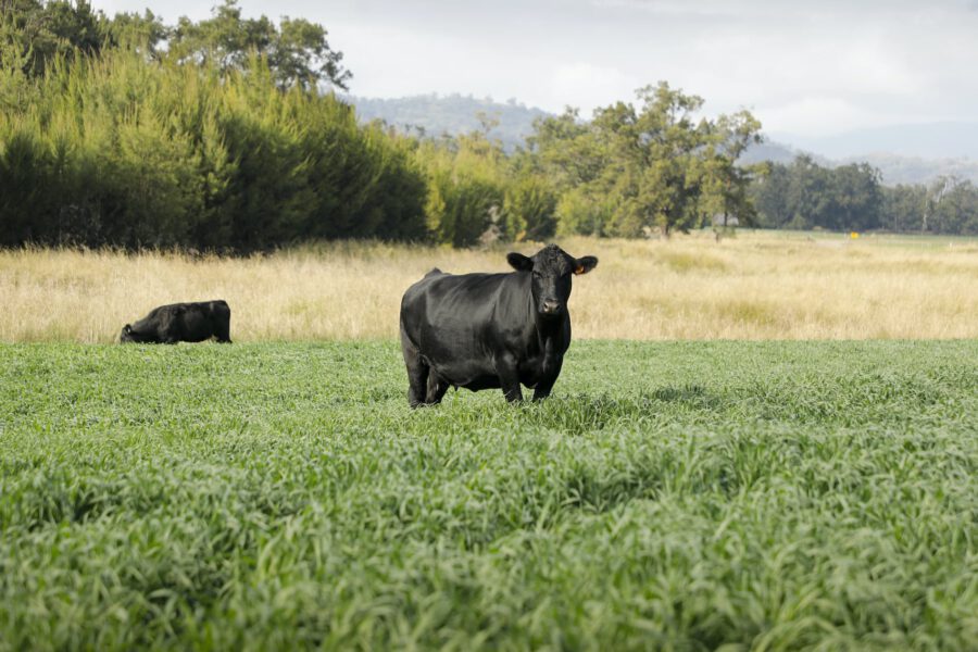 Angus in long grass