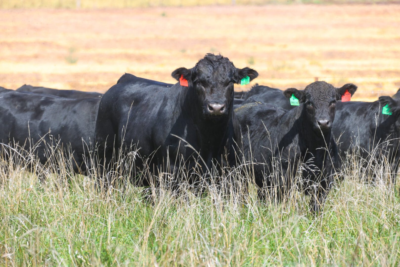 Attentive Angus herd looking at camera