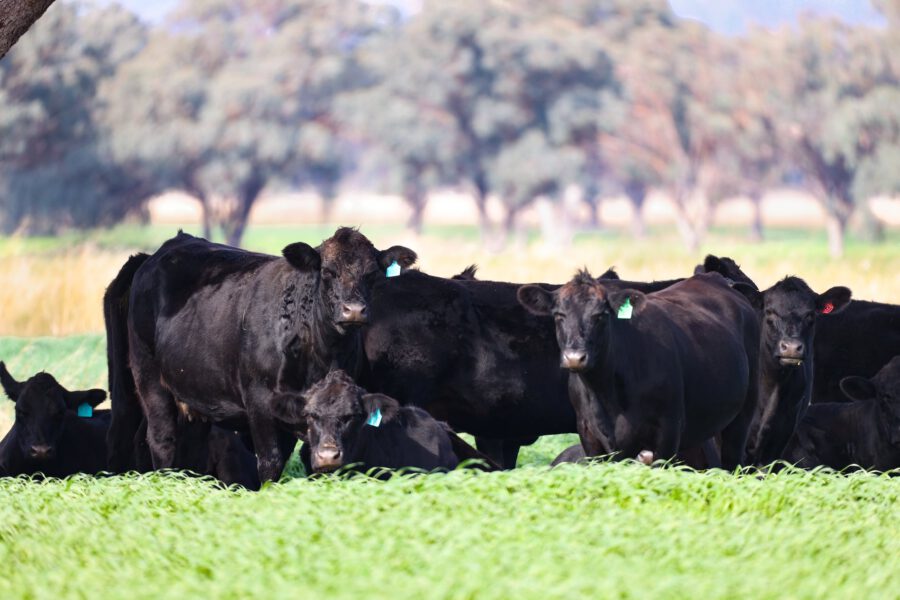 Bluestone Beef cattle enjoying the sun