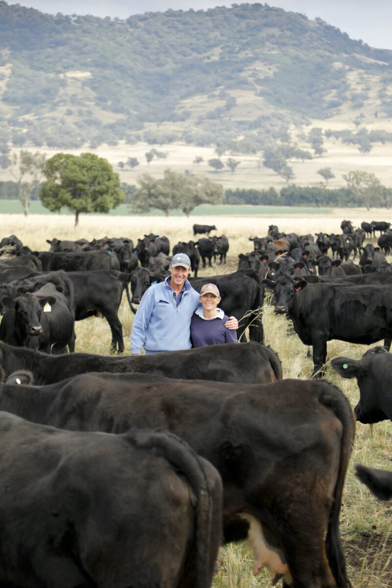 Happy couple in herd of Angus cattle
