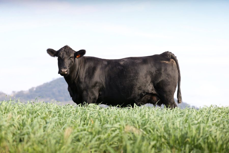Angus cattle in grass