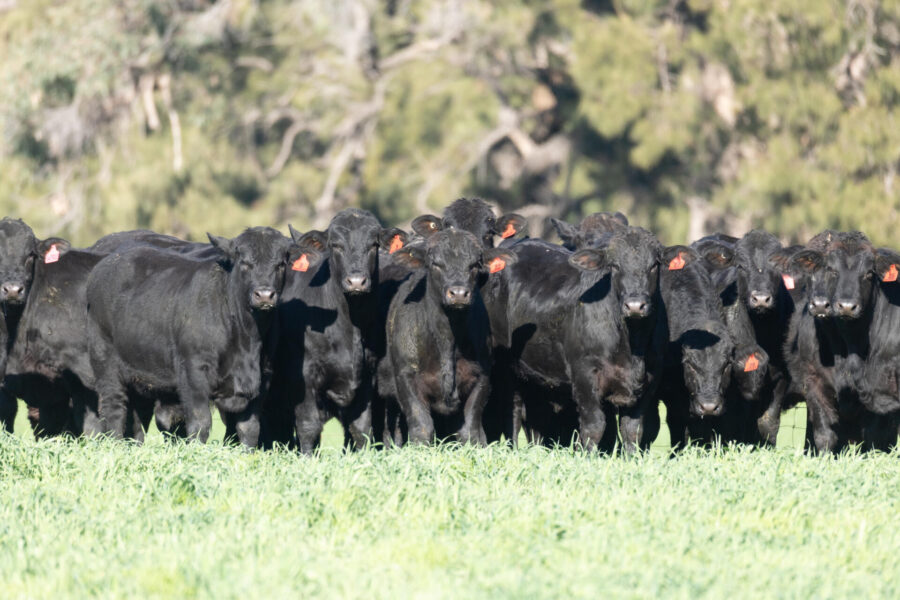 Bluestone Bos breeding program cattle – Bos Indicus x Bluestone Beef composites bred for Central and Northern Australia