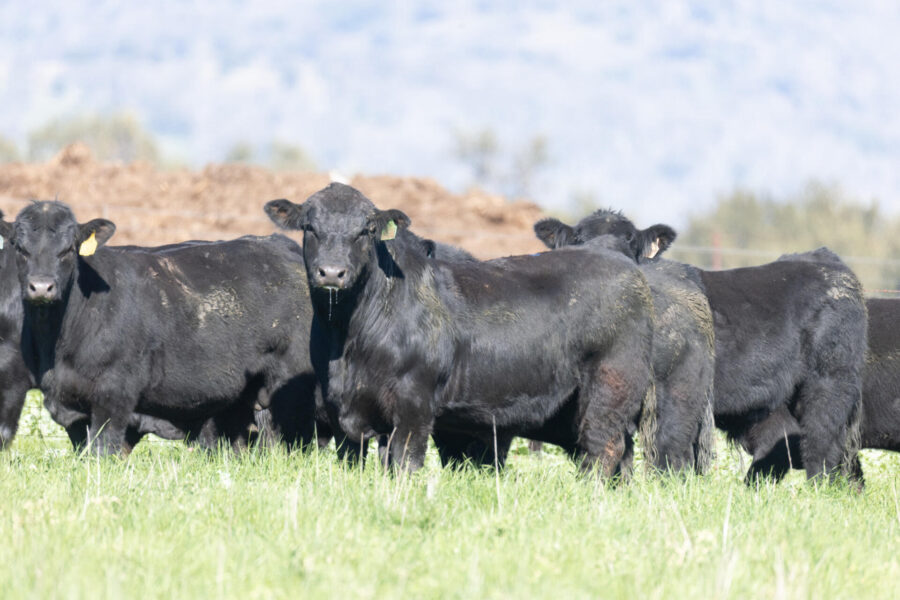 Bluestone Benchmark breeding program cattle – Angus x Black Gelbvieh x Black Simmental composites at Bluestone Beef, Blackville NSW